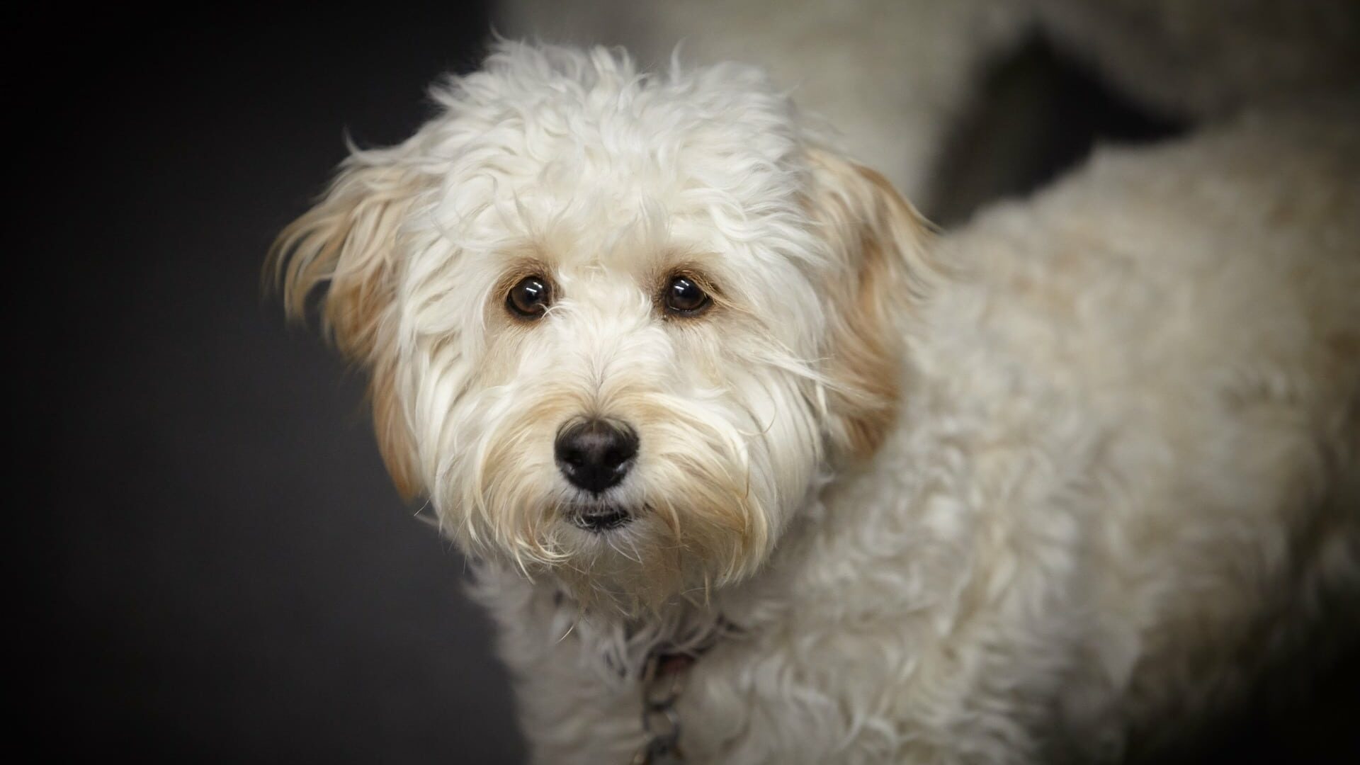 adopter labradoodle