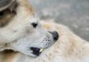 bouton chez le chien