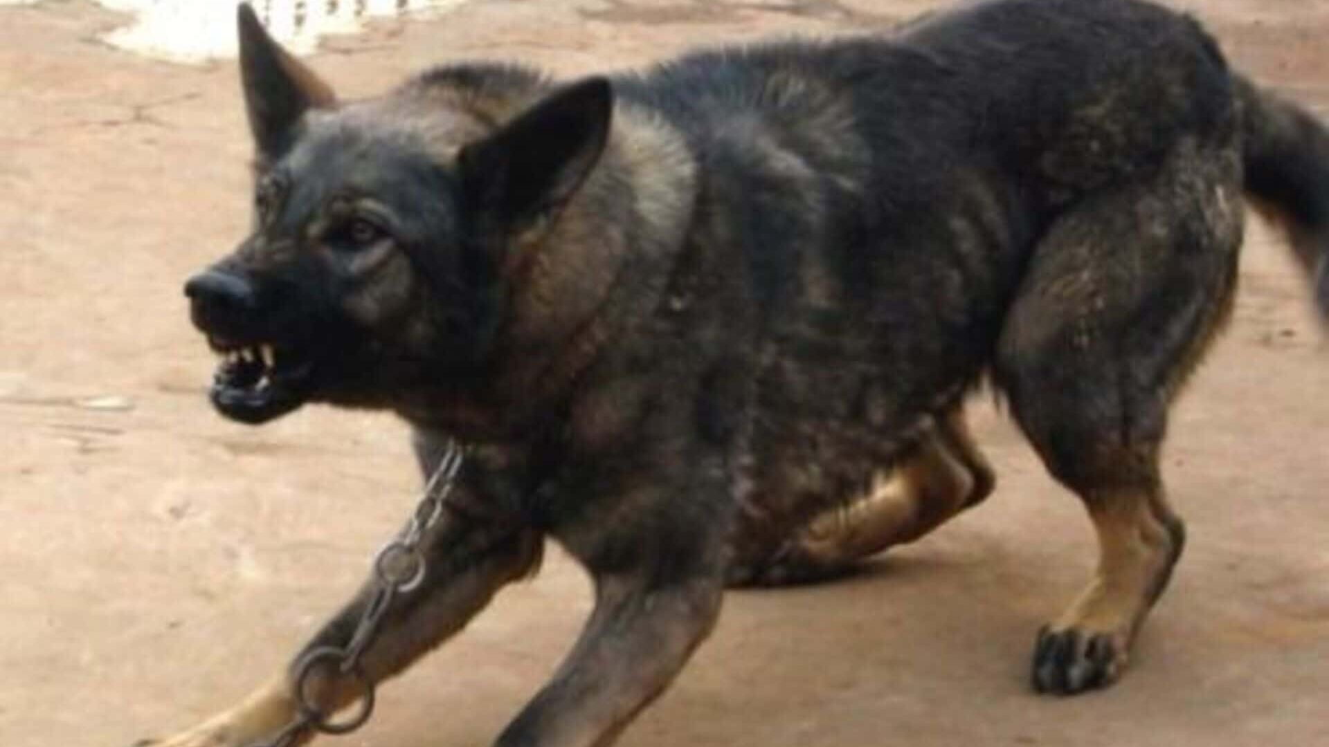 caractère Kunming dog