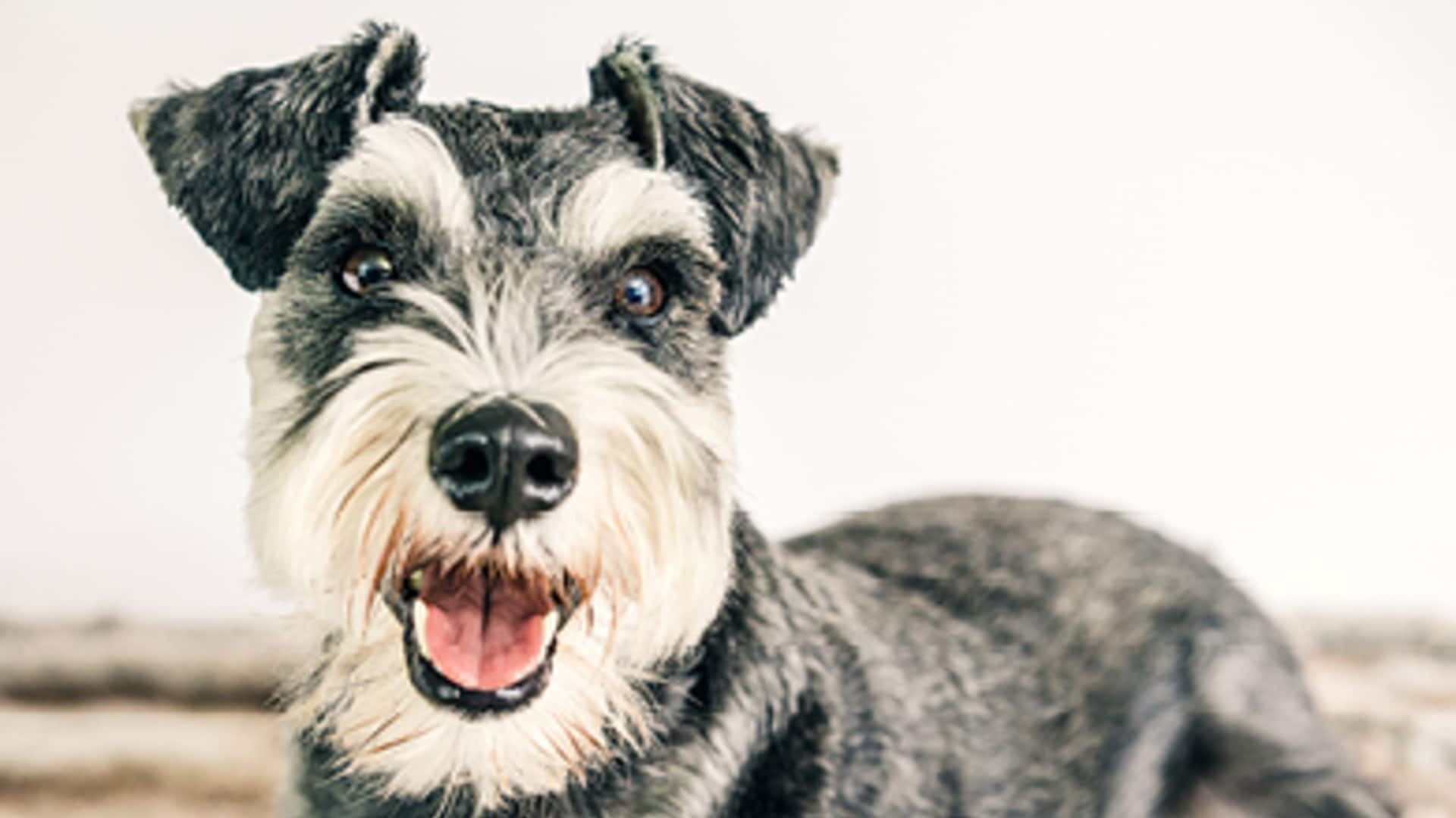 caractère Schnauzer nain