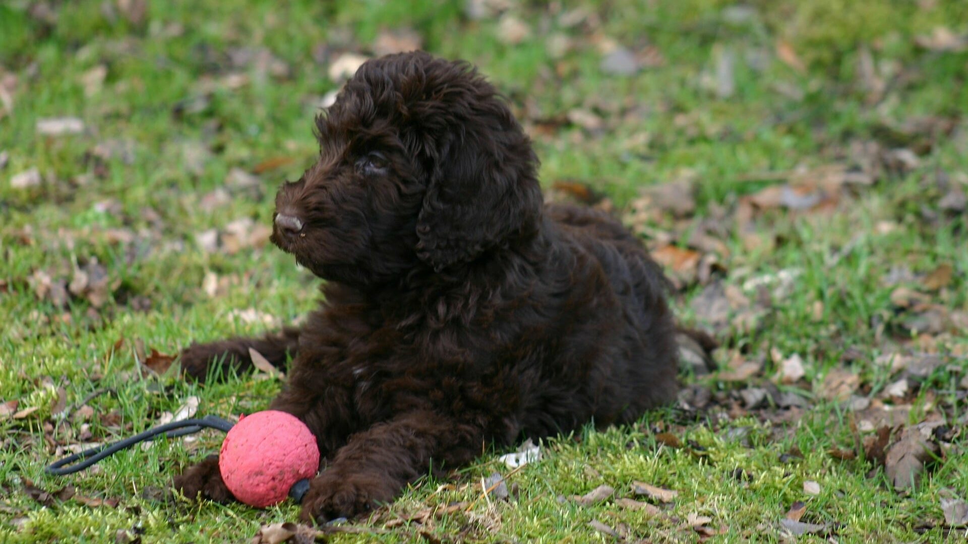 caractère labradoodle