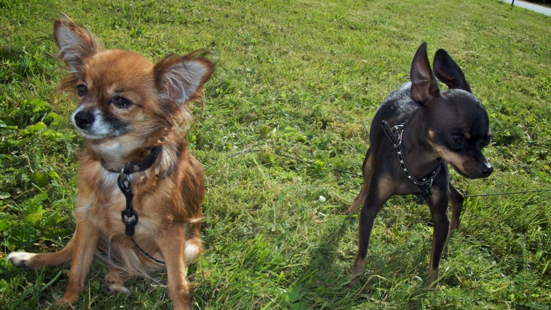 caractère petit chien russe