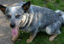 castration du chien