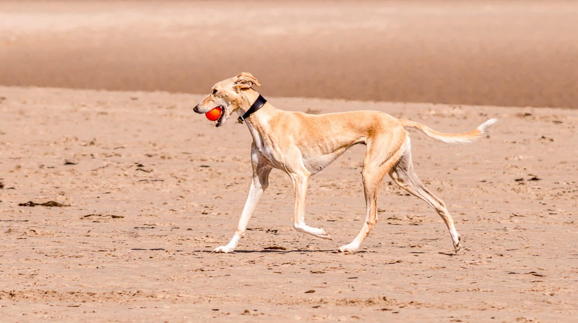 chien Galgo