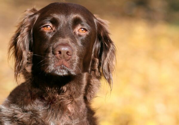 chien Petit münsterländer