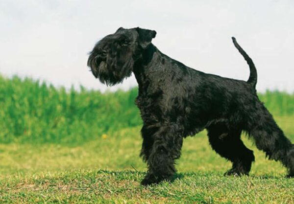 chien Schnauzer géant