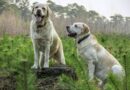 chien à poil court