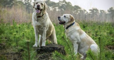 chien à poil court