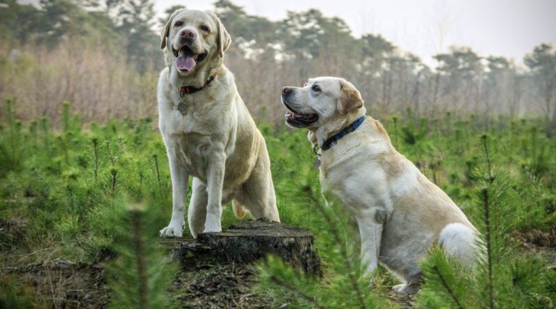 chien à poil court