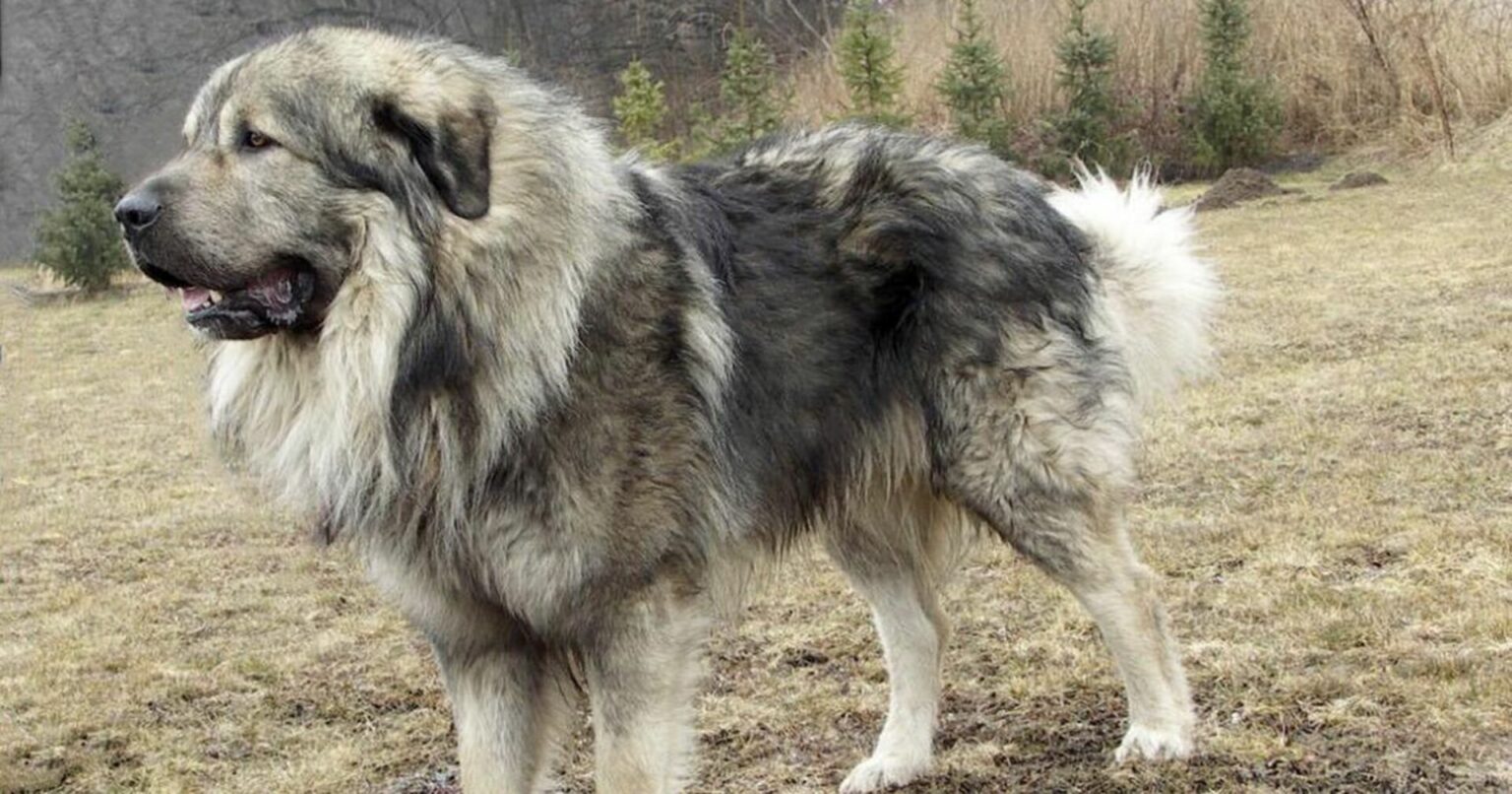 Berger Yougoslave Prix de ce chien, Caractère, Santé, Alimentation