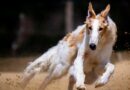 chien de course