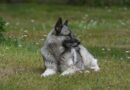 chien gris