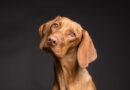 chien marron