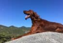 chien roux