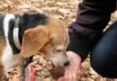 chien truffier