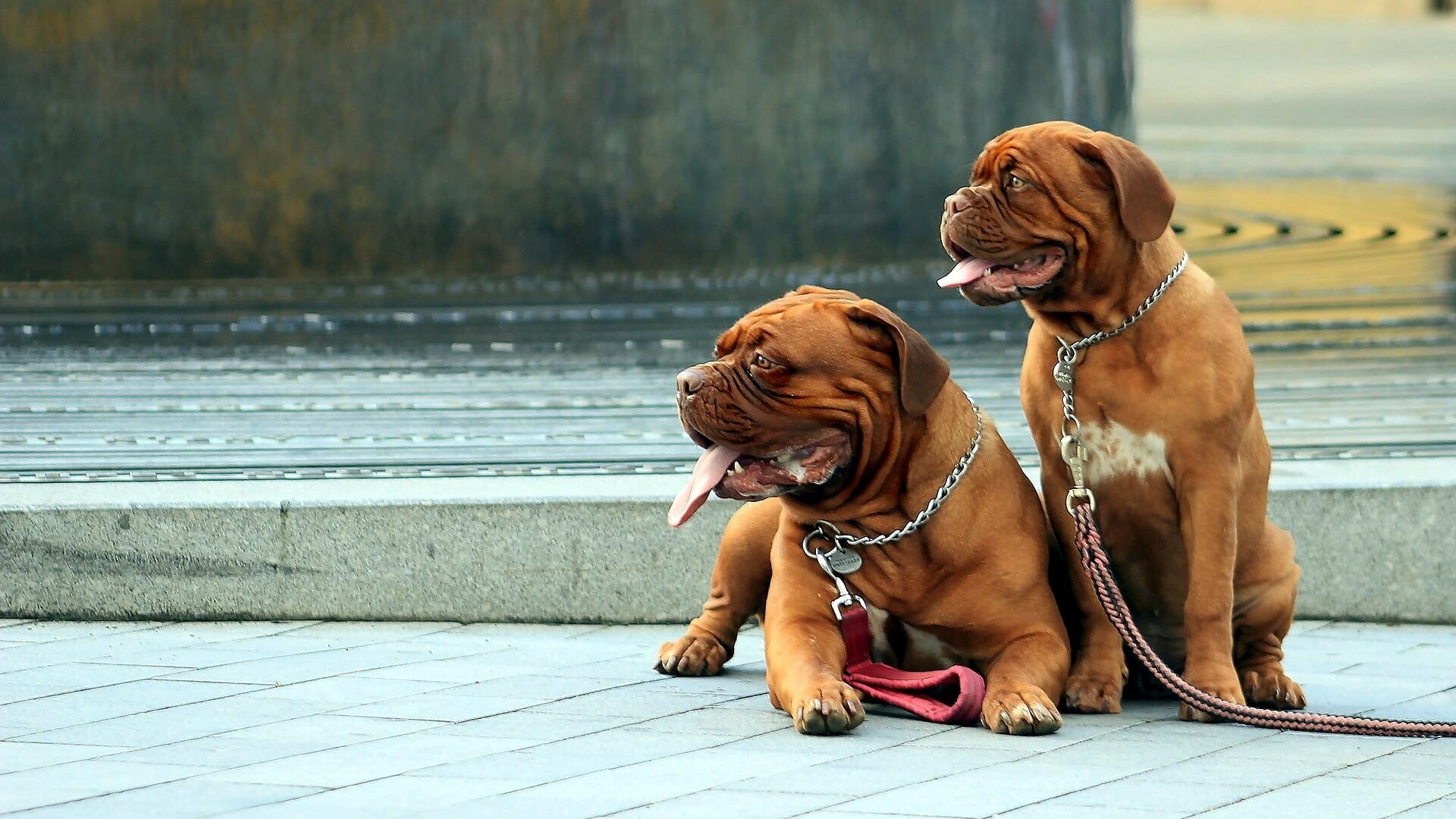 chiens Dogue de Bordeaux
