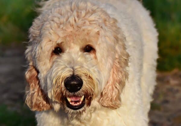 labradoodle