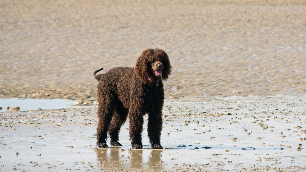 labradoodle marron