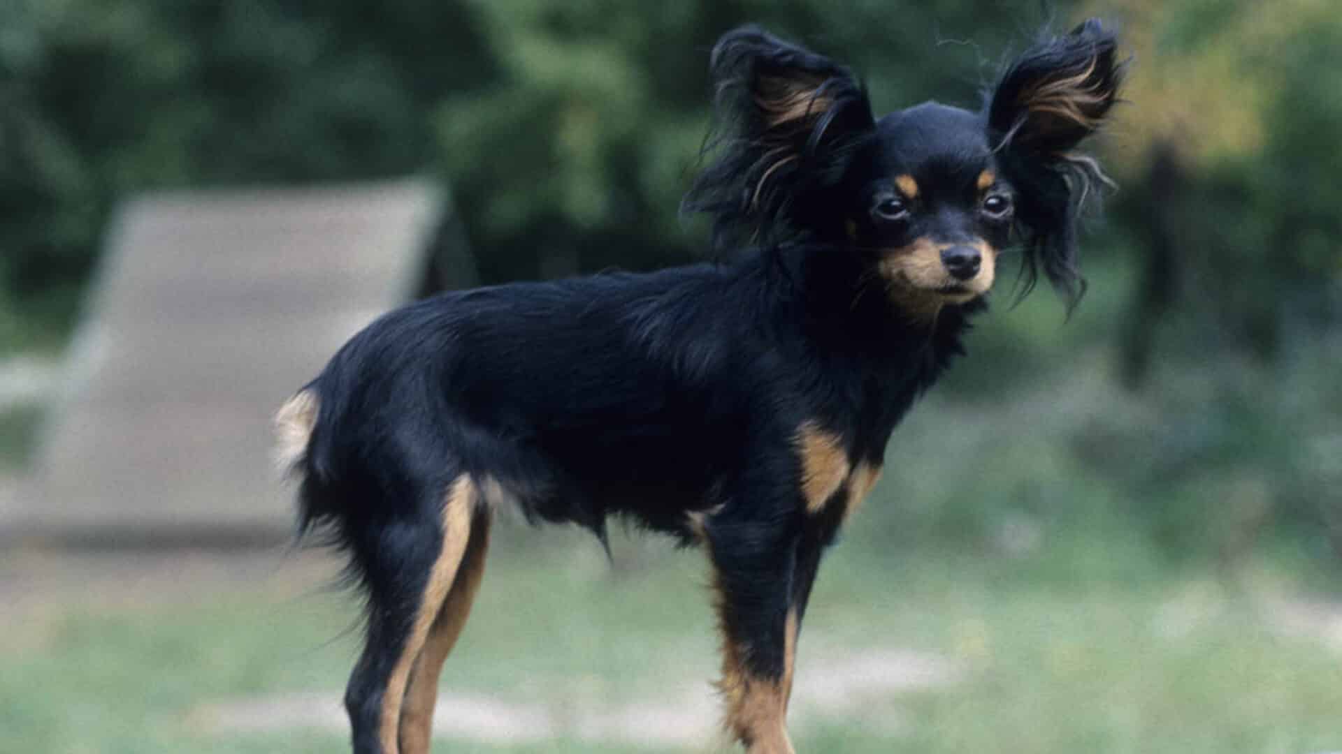 Petit chien russe : Prix de ce chien, Caractère, Santé, Alimentation