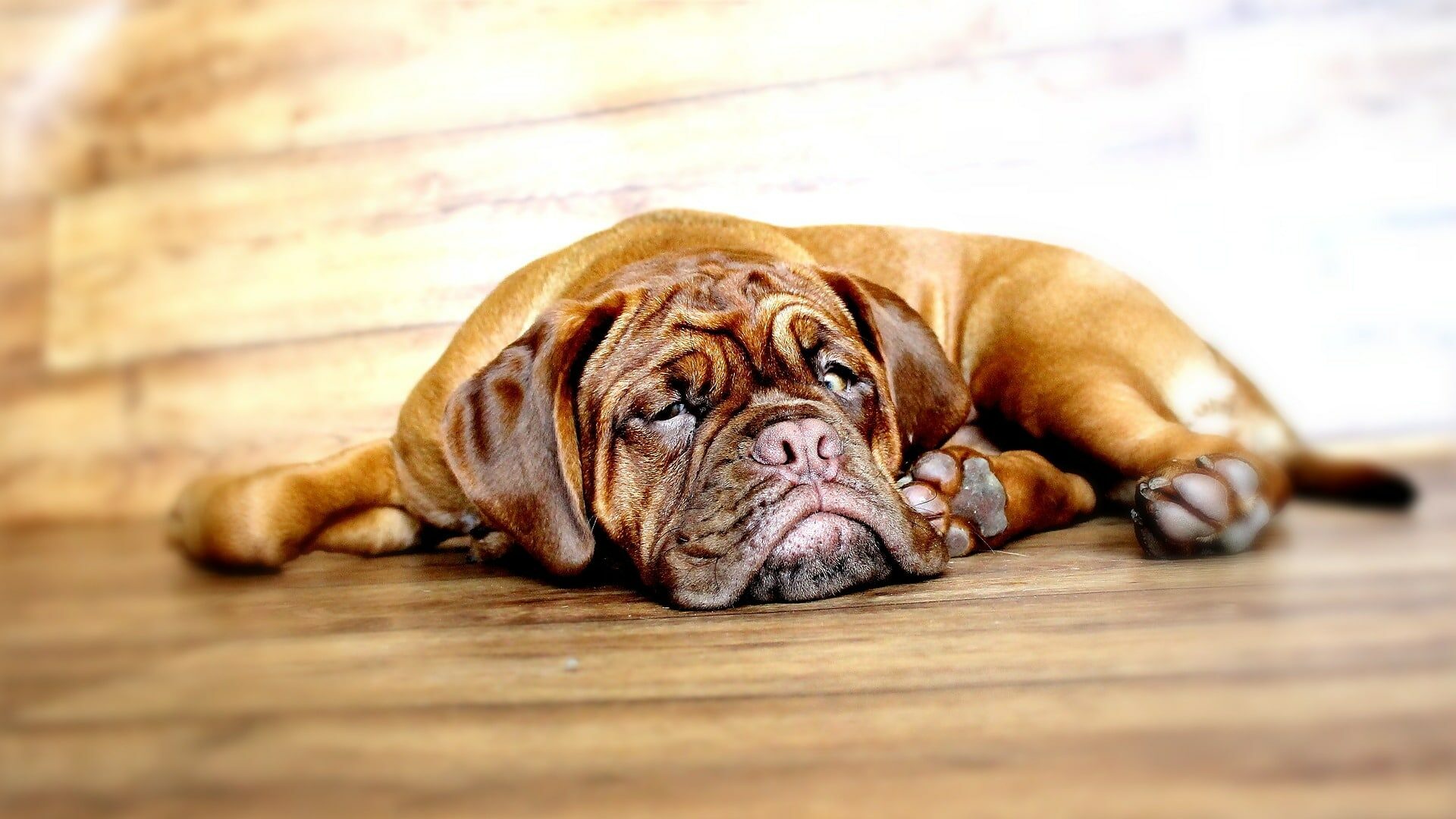 santé Dogue de Bordeaux