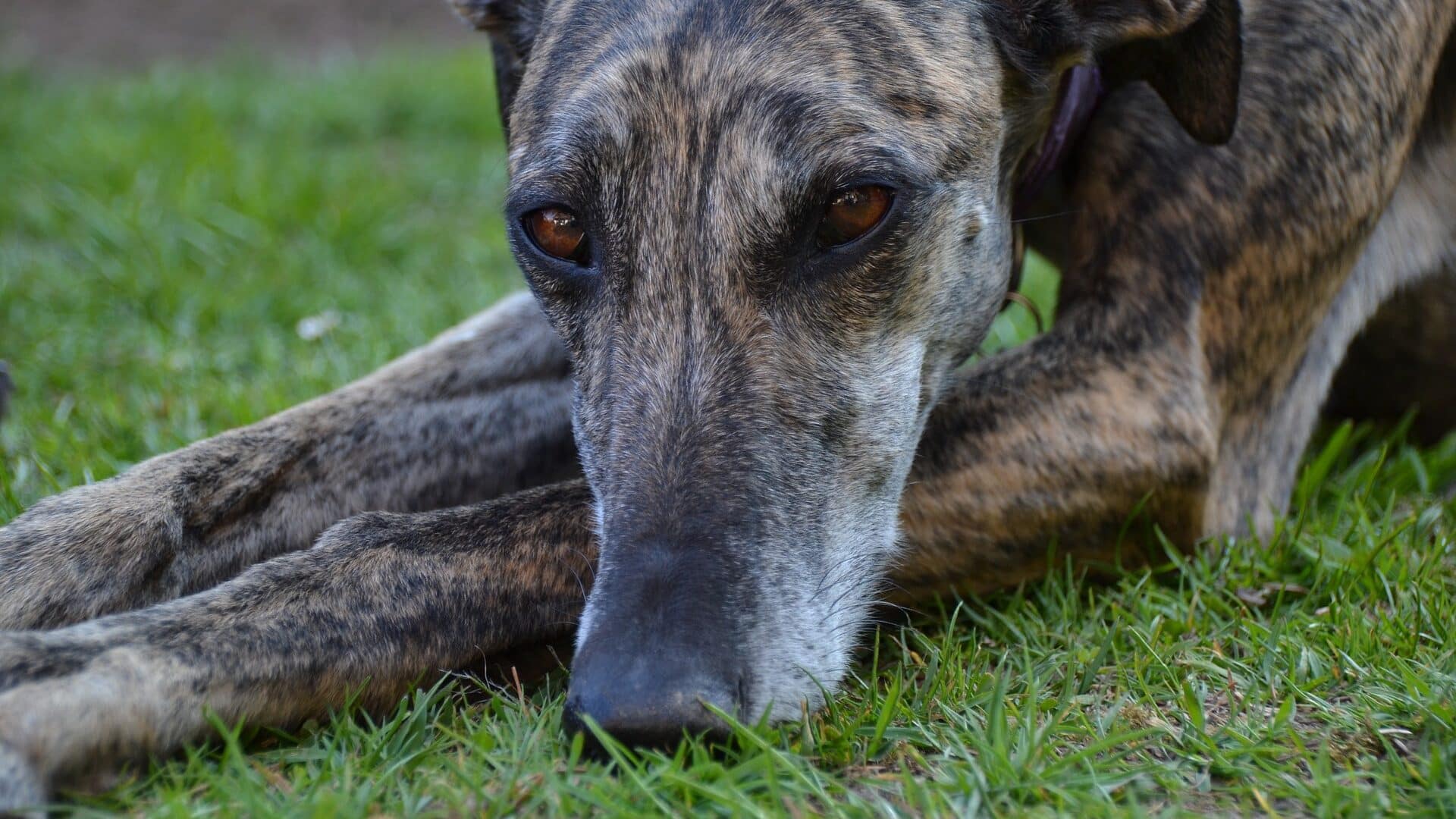 santé Galgo