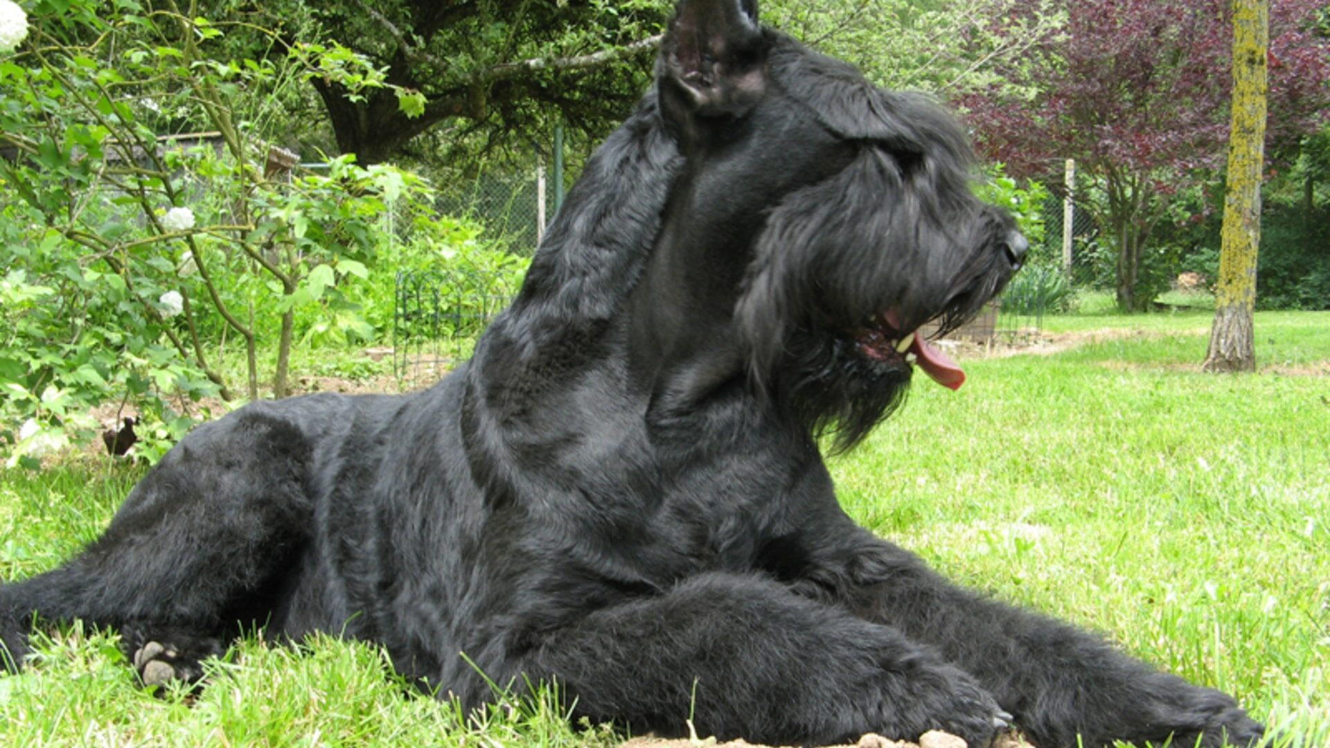 santé Schnauzer géant