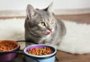 Croquette sur mesure chat : une alimentation saine et appropriée