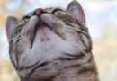 Acné du chat