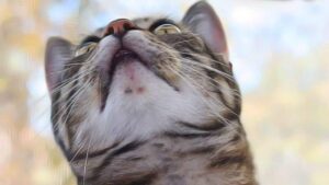 Acné du chat