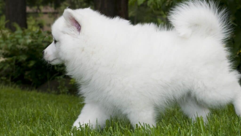 American eskimo dog