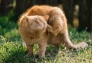 Antipuces naturelles pour chat