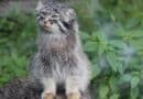 Apprivoiser un chat sauvage