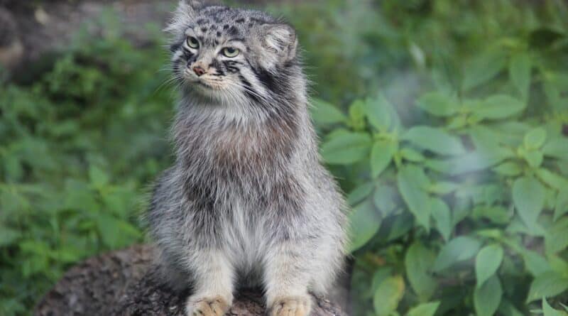 Apprivoiser un chat sauvage