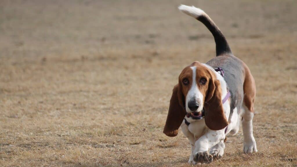 Basset Hound