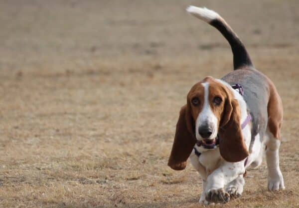 Basset Hound