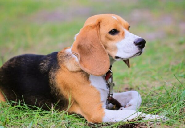 Beagle Harrier