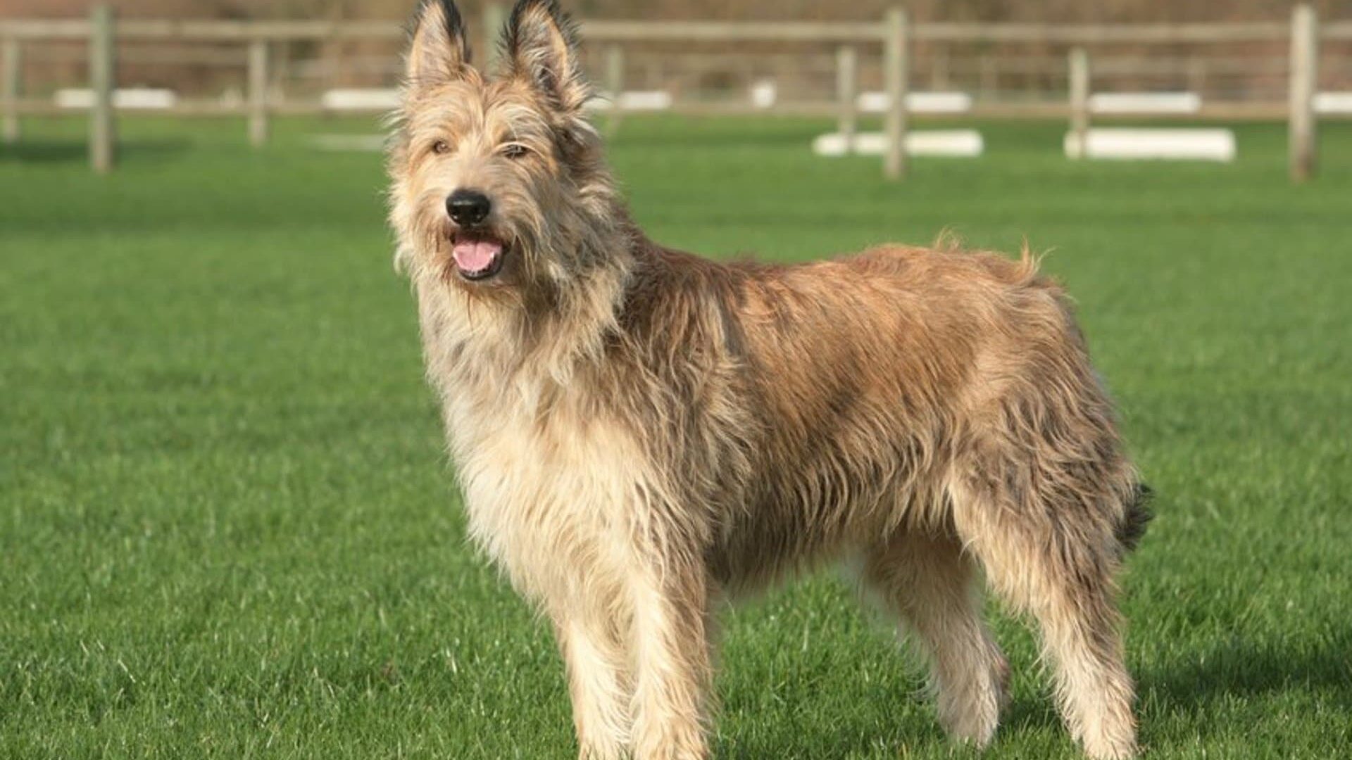 Berger Picard Dog Breed