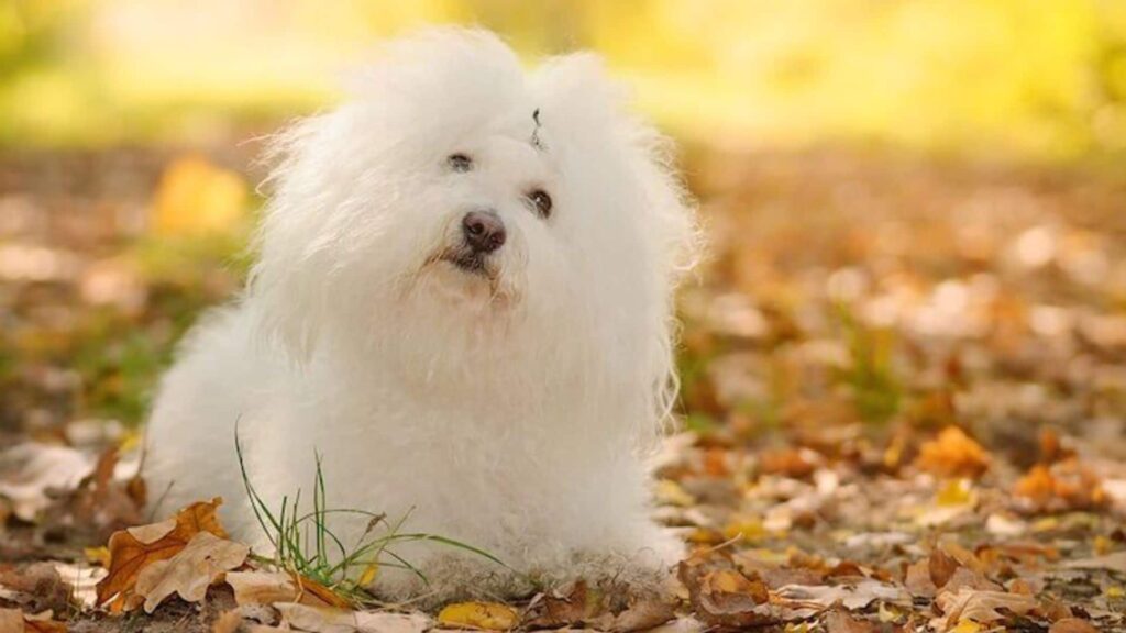 Bichon bolognais