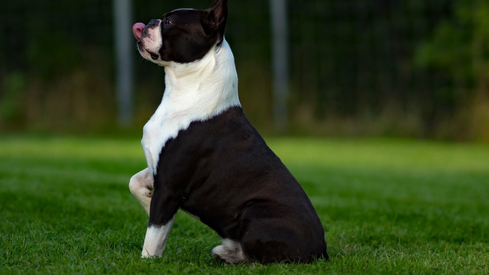 Boston terrier