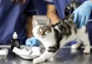 Castration du chat