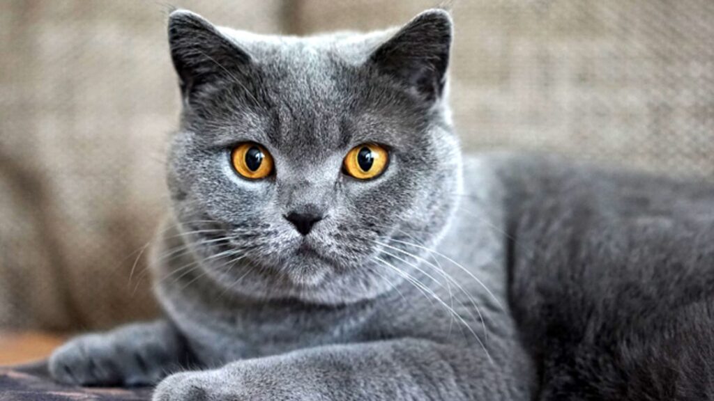 Chartreux