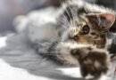 Chat calin