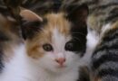 Chat isabelle