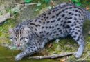 Chat pêcheur