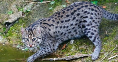 Chat pêcheur