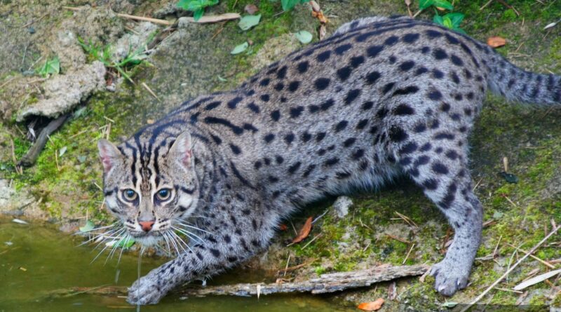 Chat pêcheur