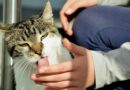 Chat qui lèche pourquoi