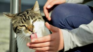 Chat qui lèche pourquoi