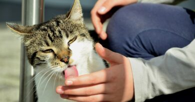 Chat qui lèche pourquoi