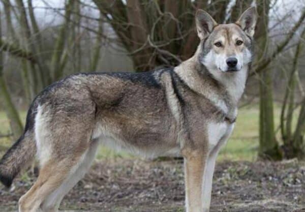 Chien loup de saarloos